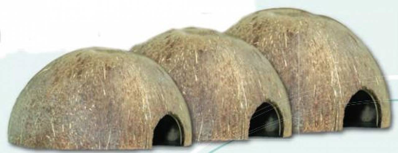 Kokosnusshalbschale
